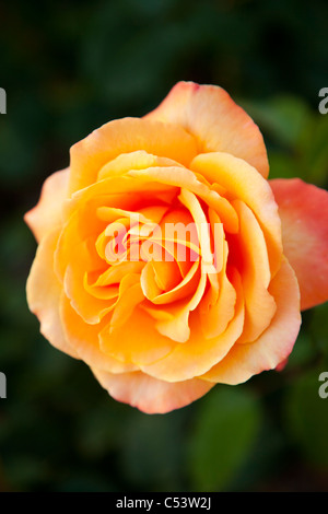 Gelbe Rose in öffentlichen Garten in Weggis Schweiz Stockfoto