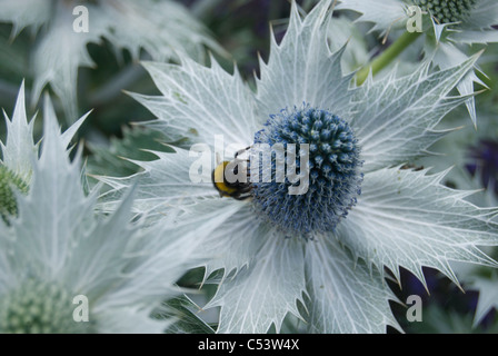 Wespe auf Meer Holly Stockfoto