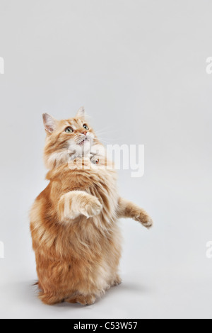 Kleine orange manx Tabbykatze betteln und sitzen auf seinen Hinterbeinen. Stockfoto