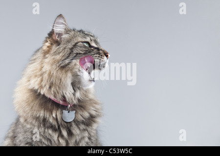 Tabby Katze im Profil vor einem grauen Hintergrund leckt ihre Lippen mit einem rosa Zunge heraus. Stockfoto