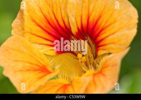 Nahaufnahme von Kapuzinerkresse Tropaeolum Hintergrundbeleuchtung mit natürlichem Sonnenlicht in einem englischen Landhaus-Garten Stockfoto