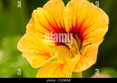 Nahaufnahme von Kapuzinerkresse Tropaeolum Hintergrundbeleuchtung mit natürlichem Sonnenlicht in einem englischen Landhaus-Garten Stockfoto