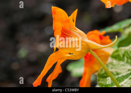 Nahaufnahme von Kapuzinerkresse Tropaeolum Hintergrundbeleuchtung mit natürlichem Sonnenlicht in einem englischen Landhaus-Garten Stockfoto