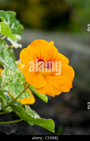 Nahaufnahme von Kapuzinerkresse Tropaeolum Hintergrundbeleuchtung mit natürlichem Sonnenlicht in einem englischen Landhaus-Garten Stockfoto