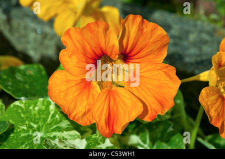 Nahaufnahme von Kapuzinerkresse Tropaeolum Hintergrundbeleuchtung mit natürlichem Sonnenlicht in einem englischen Landhaus-Garten Stockfoto