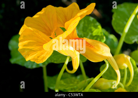 Nahaufnahme von Kapuzinerkresse Tropaeolum Hintergrundbeleuchtung mit natürlichem Sonnenlicht in einem englischen Landhaus-Garten Stockfoto