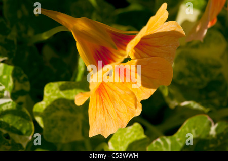 Nahaufnahme von Kapuzinerkresse Tropaeolum Hintergrundbeleuchtung mit natürlichem Sonnenlicht in einem englischen Landhaus-Garten Stockfoto