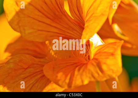 Nahaufnahme von Kapuzinerkresse Tropaeolum Hintergrundbeleuchtung mit natürlichem Sonnenlicht in einem englischen Landhaus-Garten Stockfoto