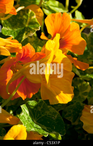 Nahaufnahme von Kapuzinerkresse Tropaeolum Hintergrundbeleuchtung mit natürlichem Sonnenlicht in einem englischen Landhaus-Garten Stockfoto