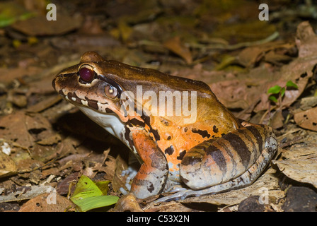 Rauchigen Dschungel Frosch (Leptodactylus Pentadactylus) im Amazonas-Regenwald in Peru Loreto Stockfoto