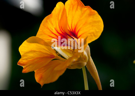 Nahaufnahme von Kapuzinerkresse Tropaeolum Hintergrundbeleuchtung mit natürlichem Sonnenlicht in einem englischen Landhaus-Garten Stockfoto