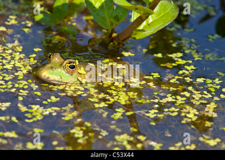 Gemeinsamen Kröte in einem Teich mit dem Kopf über dem Wasser Stockfoto