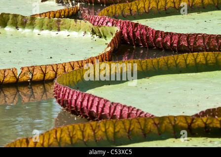 Riesigen Amazonas-Seerose (Victoria Amazonica) in der Nähe des Amazonas in Peru Südamerika Stockfoto