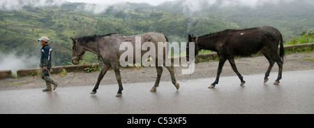 Pferd und Maultier (Pferd und Esel Hybrid), Alto Mayo, Peru Stockfoto