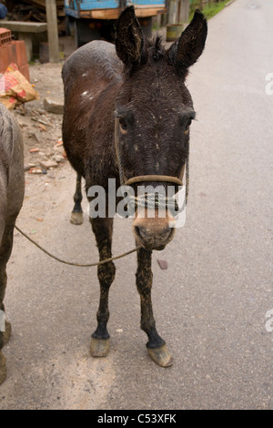 Mule (Pferd und Esel Hybrid), Alto Mayo, Peru Stockfoto