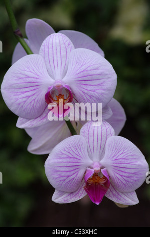 Rosa Geädert, Phalaenopsis, Moth Orchid, Spray, zwei Blumen vor Stockfoto