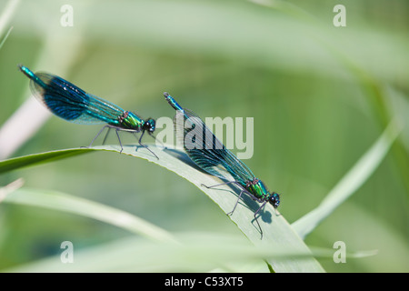 Gebänderten Prachtlibelle (Calopteryx Splendens) Libellen ruht, während für Frauen am Ufer des River Brue anzeigen Stockfoto