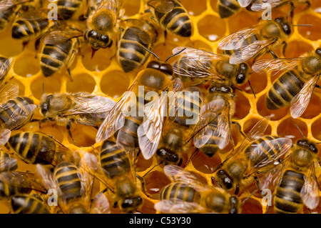 männliche Drohne Honigbiene Apis mellifera Stockfoto