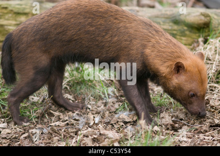 Bush Hund (Speothossogar Venaticus) Stockfoto