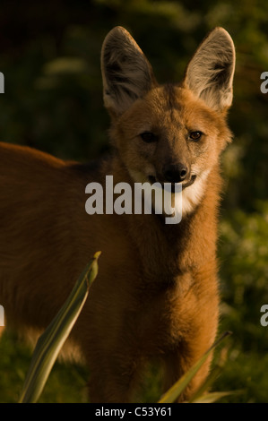 Mähnenwolf Chrysocyon brachyurus Stockfoto