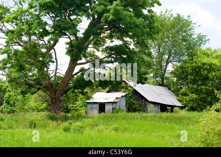 Eine alte, verlassene Scheune sitzt unter grün, übermäßiges Wachstum. Stockfoto