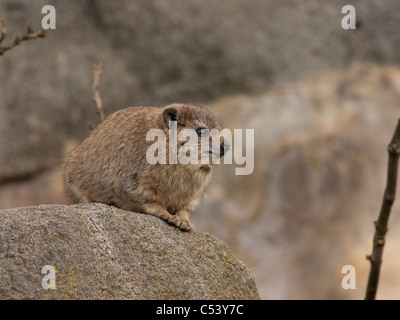 Klippschliefer oder Rock Hyrax Procavia capensis Stockfoto