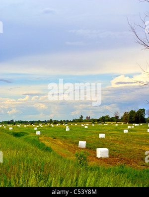 Kunststoff überdachte Heuballen in einen Acker Stockfoto