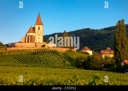 Morgendämmerung auf das 15. Jahrhundert Kirche von St. Jacques, umgeben von den Weinbergen des Grand Cru in Hunawihr, Elsass Frankreich Stockfoto