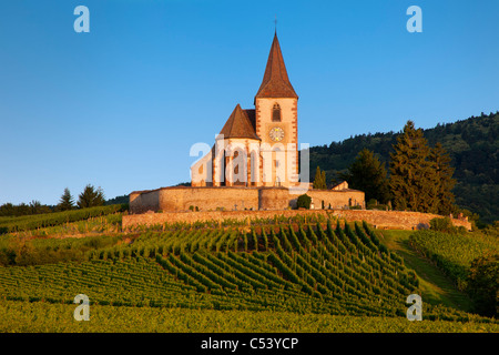 Morgendämmerung auf das 15. Jahrhundert Kirche von St. Jacques, umgeben von den Weinbergen des Grand Cru in Hunawihr, Elsass Frankreich Stockfoto