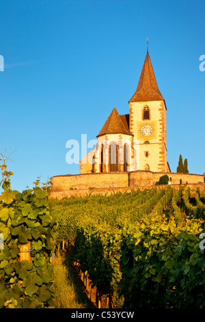 Morgendämmerung auf das 15. Jahrhundert Kirche von St. Jacques, umgeben von den Weinbergen des Grand Cru in Hunawihr, Elsass Frankreich Stockfoto