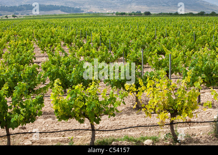 Ein Weinberg in der Nähe von Jumilla, Murcia, Spanien. Stockfoto