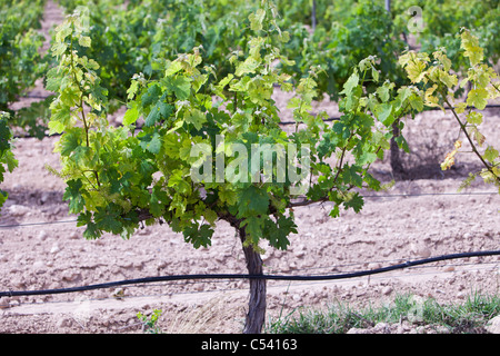 Ein Weinberg in der Nähe von Jumilla, Murcia, Spanien. Stockfoto