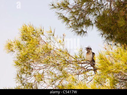 Eine große getupft Kuckuck (Clamator Glandarius) in Salinas, Murcia, Spanien. Stockfoto