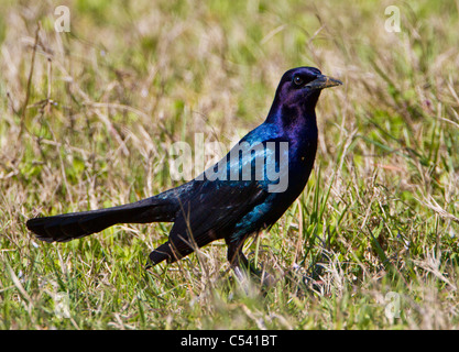 Boot-angebundene Grackle (Quiscalus großen) Stockfoto