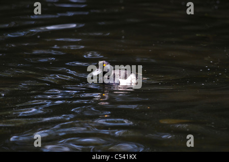 Erwachsene männliche büschelige Ente Aythya Fuligula schwimmen auf der Suche nach Nahrung. Stockfoto