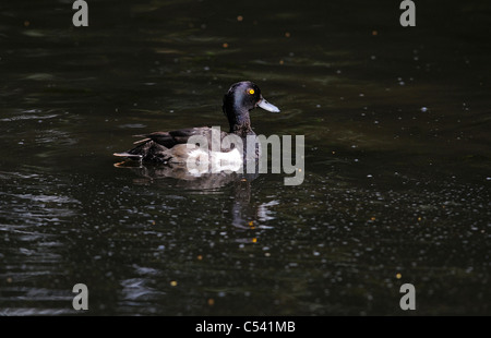 Erwachsene männliche büschelige Ente Aythya Fuligula schwimmen auf der Suche nach Nahrung. Stockfoto