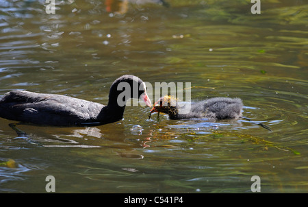 Erwachsenen Coot Fütterung ihrer jungen Küken mit Wasser Pflanzenmaterial und andere vegetation Stockfoto