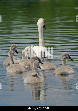 Erwachsenen Höckerschwan mit sieben junge Schwäne schwimmen entfernt an einem See. Stockfoto