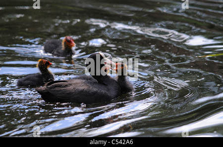 Erwachsenen Coot Fütterung ihrer jungen Küken mit Wasser Pflanzenmaterial und andere vegetation Stockfoto