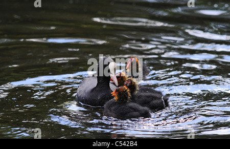 Erwachsenen Coot Fütterung ihrer jungen Küken mit Wasser Pflanzenmaterial und andere vegetation Stockfoto