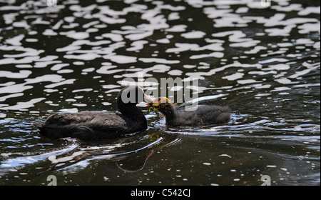 Erwachsenen Coot Fütterung ihrer jungen Küken mit Wasser Pflanzenmaterial und andere vegetation Stockfoto