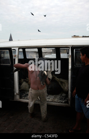 Die Ver-O-Peso ("Check das Gewicht") Markt in Belém, Brasilien. Schweine Transport auf den Markt. Stockfoto