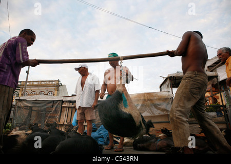 Die Ver-O-Peso ("Check das Gewicht") Markt in Belém, Brasilien. Schweine Transport auf den Markt. Stockfoto