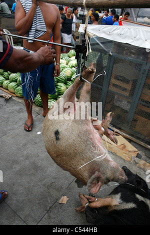 Die Ver-O-Peso ("Check das Gewicht") Markt in Belém, Brasilien. Schweine Transport auf den Markt. Stockfoto