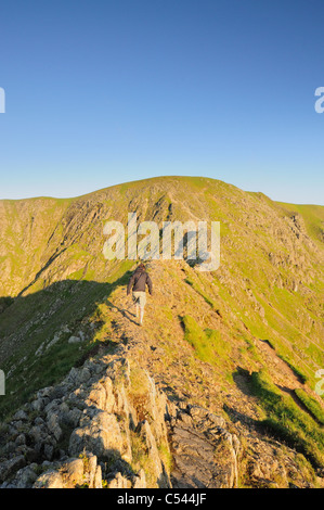 Walker auf Striding Edge in der Morgendämmerung im Sommer im englischen Lake District Stockfoto