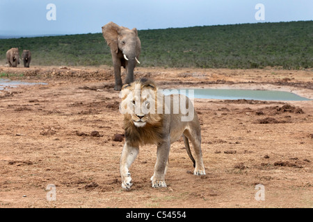 Männliche Löwen, Panthera Leo, mit Elefanten, Addo Nationalpark, Eastern Cape, Südafrika Stockfoto