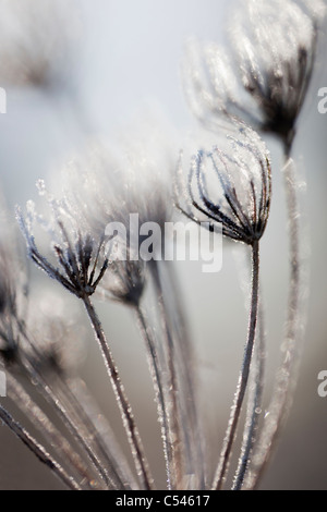 Mattierte Seedhead detail, Karotte Familie Apiaceae, Northumberland, UK Stockfoto