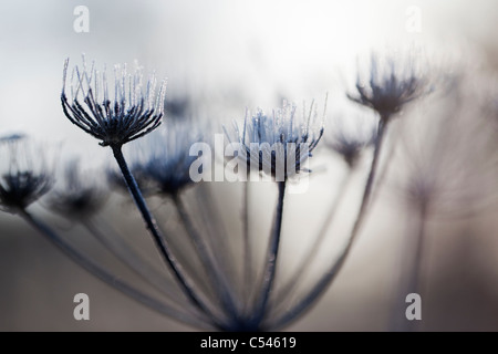 Mattierte Seedhead detail, Karotte Familie Apiaceae, Northumberland, UK Stockfoto