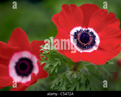 Nahaufnahme von Harmonie Scarlet Anemone Stockfoto