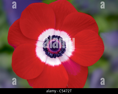 Nahaufnahme von Harmonie Scarlet Anemone Stockfoto